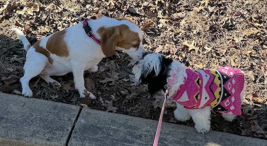 A little longhaired white and black puppy wearing a pink sweater smelling the face of a fawn and white patterned dog