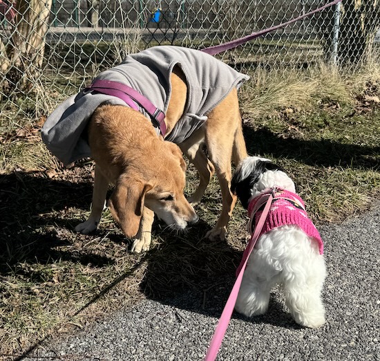 A little poodle mix puppy wearing a pink sweater next to a large breed tan hound dog who is wearing a coat