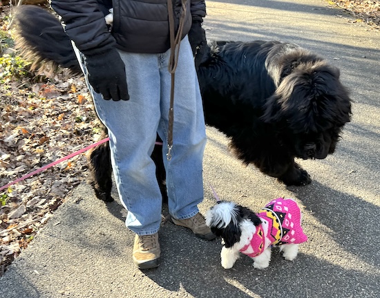 A small toy sized puppy walking away from a ex-large black dog