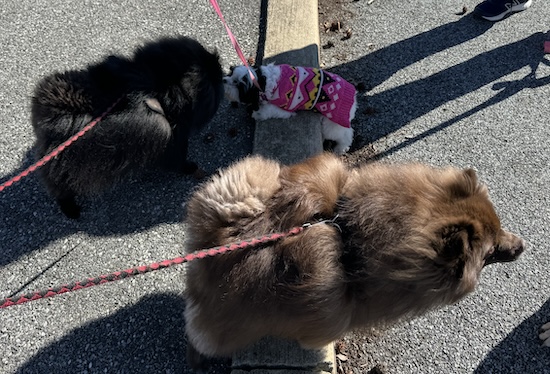 A little ShihPoo puppy smelling a fluffy black Pomeranian with a fluffy chocolate Pom next to them