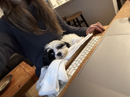 A toy sized long haired white and black dog sitting on the lap of a girl with long hair in front of a computer