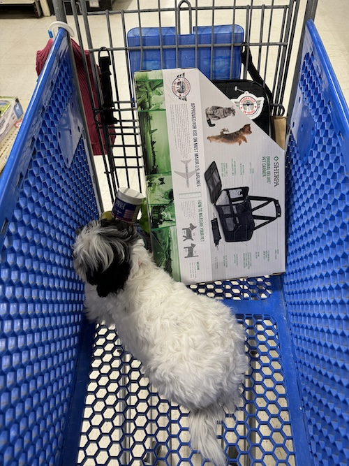 A little furry white and black dog in the blue PetSmart shopping cart