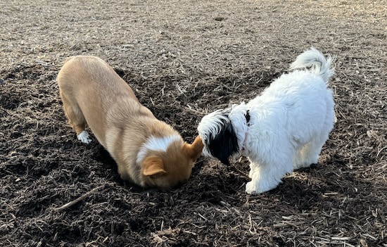 A little tan dog with her nose in a hole while a white and black dog watches