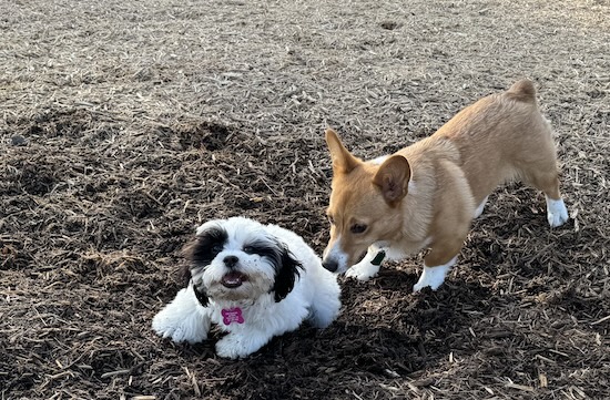 A fluffy little white dog with a black face with dirt all over her face while a tan long bodied puppy watches