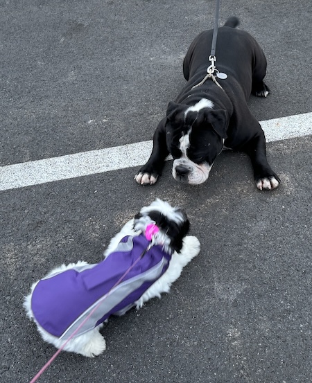 A large Bulldog face to face with a little white fluffy toy dog wearing a purple coat