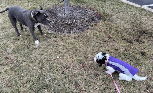 A gray American Bully looking at a small dog who is wearing a purple jacket