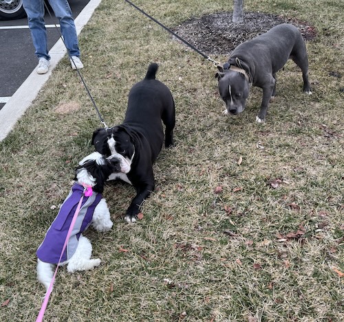 A Bulldog with his face smooshed against a toy dog in a play session as a gray bully watches from behind