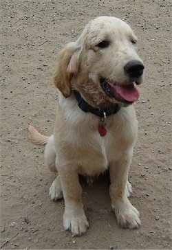 A cream-colored Golden Retriever puppy is sitting in dirt. Its mouth is open and its tongue is out