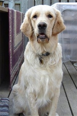 A cream-colored Golden Retriever is sitting on a wooden deck with a wooden fence behind it. There is a throw rug hanging up to dry behind it.