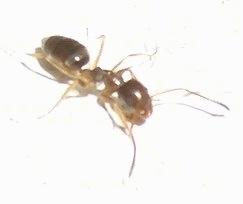 Close Up - Ant