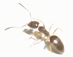 Close Up - Ant walking forward