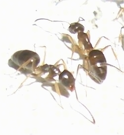 Close Up - Two Ants walking