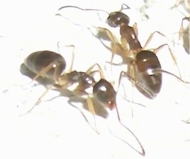 Close Up - Ant walking forward and an Ant walking backwards