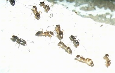 Close Up - Ants on a rock