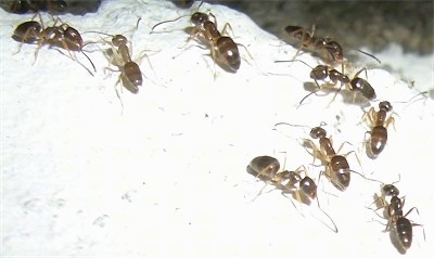 Close Up - Ants walking all over a rock