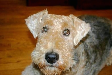 Close up - The front left side of a black with tan Airedale Terrier that is laying on hardwood floor and looking up.
