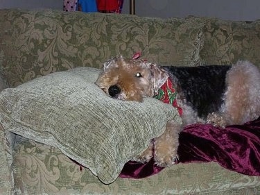 The left side of a black with tan Airedale Terrier that is laying on a blanket on a couch with its head on a pillow