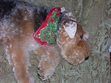 Close up - Topdown view of a black with tan Airedale Terrier that is sleeping on a couch wearing a red and green bandana