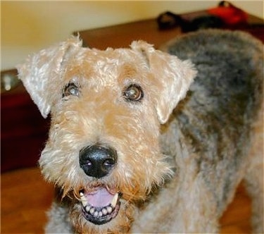 Close up - The front left side of a brown with black Airedale Terrier with its mouth open. The dog has wide round brown eyes and a big black nose. Its small ears fold over to the front in a v-shape.