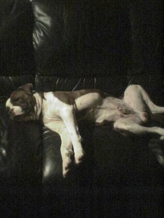 Alapaha Blue Blood Bulldog sleeping on leather couch