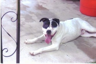 The left side of a white with black Alapaha Blue Blood Bulldog that is laying across a porch with a red bucket behind it