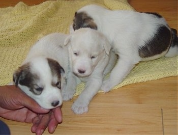 Three Alaskan Husky Puppies laying across a blanket and the first puppy is laying against a persons hand.