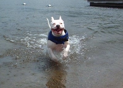 Porsche the American Pit Bull Terrier is running through water with its mouth open while wearing a blue life vest