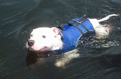 Porsche the American Pit Bull Terrier is swimming through water with a blue life vest on