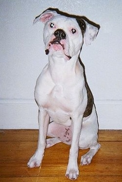 The front left side of a white with black American Bulldog puppy that is sitting on a hardwood floor and it is looking forward.
