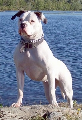 American Bully Dog Breed Information and Characteristics