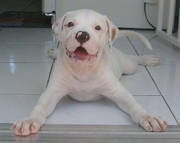 A white American Bulldog Puppy laying out on a tiled floor. There is a refrigerator behind it.