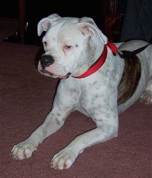 The front left side of a white with brown American Bulldog that is laying across a carpet and it is wearing a leash.