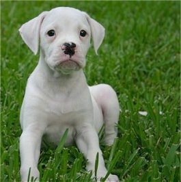 A white American Bulldog puppy is sitting in grass and it is looking forward.