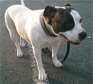 The front right side of a white with black American Bulldog that is standing in a parking lot.