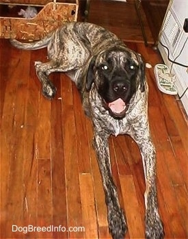 A brindle American Mastiff is laying on hardwood floor, its mouth is open, its tongue is out and it is looking up.