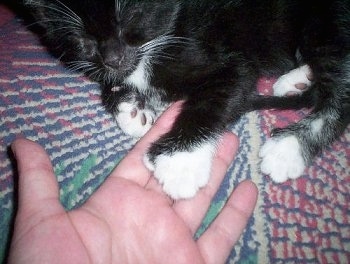 Spencer the American Polydactyl Kitten is sleeping on a blanket and his owner has their hand under its paw