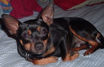 The left side of a black and tan Rat Pinscher is laying down on a bed and it is looking forward.