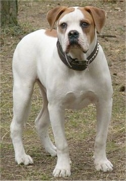 A white with brown American Bulldog is standing in front of a tree in the woods.