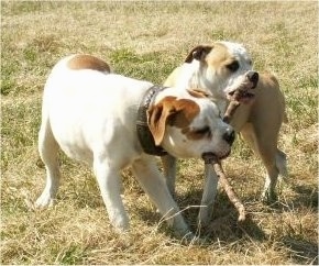 Two American bulldogs playing with a large stick in a field.