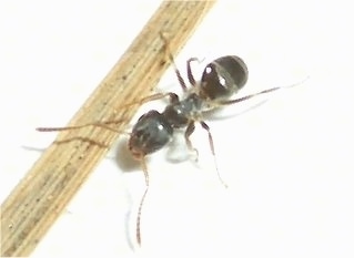 Close Up - Ant next to a blade of dried grass