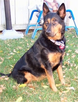 The right side of a black with brown Australian Kelpie that is sitting in grass, it is looking to the left and there is a rocking horse behind it.