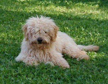A tan Australian Labradoodle is laying down in grass with a ball toy in front of it.