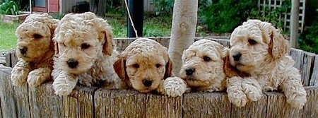 A litter of five Australian Labradoodle puppies inside of a wooden tree well