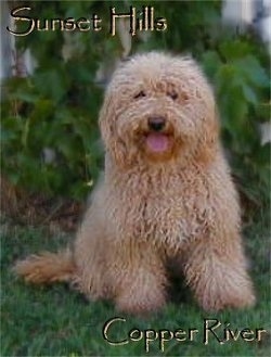A tan Australian Labradoodle is sitting on grass. The words 'Sunset Hills Copper River' are overlaid over the image.