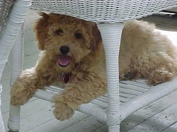 The left side of a tan Australian Labradoodle that is laying in the under part of a white wicker table with its mouth open and it is looking forward.