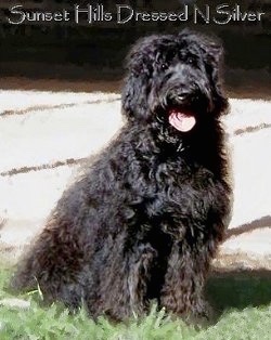 The right side of a black Australian Labradoodle that is sitting in grass with the words 'Sunset Hills Dressed N Silver - 2005' Overlaid. It is looking forward, its mouth is open and its tongue is hanging out.