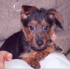 Close Up - A black with brown Australian Terrier puppy is laying on a pillow that is being held by a person