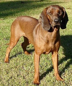 Baby the Bavarian Mountain Scent Hound standing outside in the grass