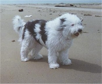 Shaggy the Bearded Collie standing on the beach with the wind blowing across him