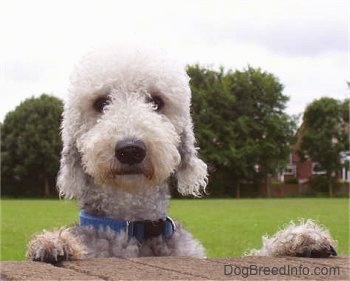 Bedlington Terrier jumping up at a brick wall